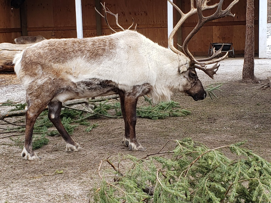 Leavenworth Reindeer Farm景点图片
