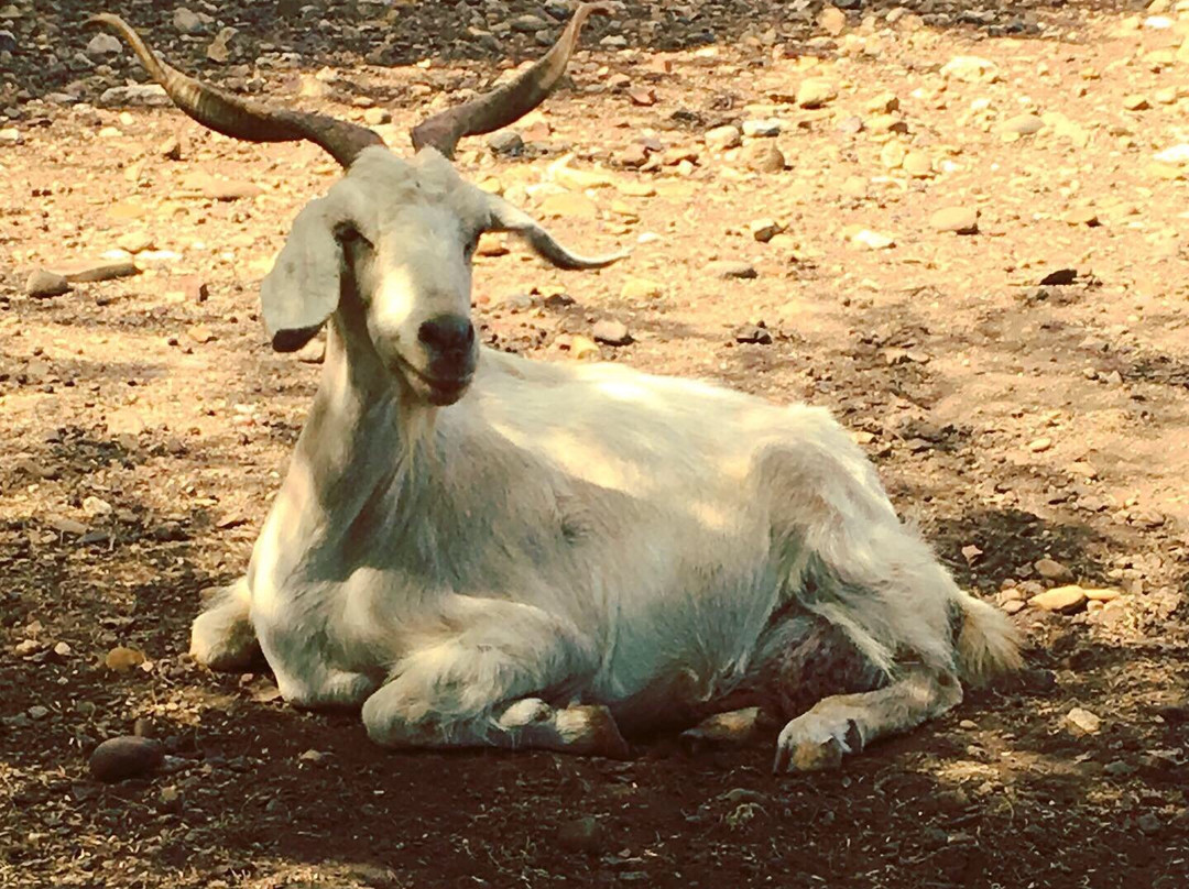 Aletta's Goat Farm (by Appointment Only)-博奈尔岛必去景点