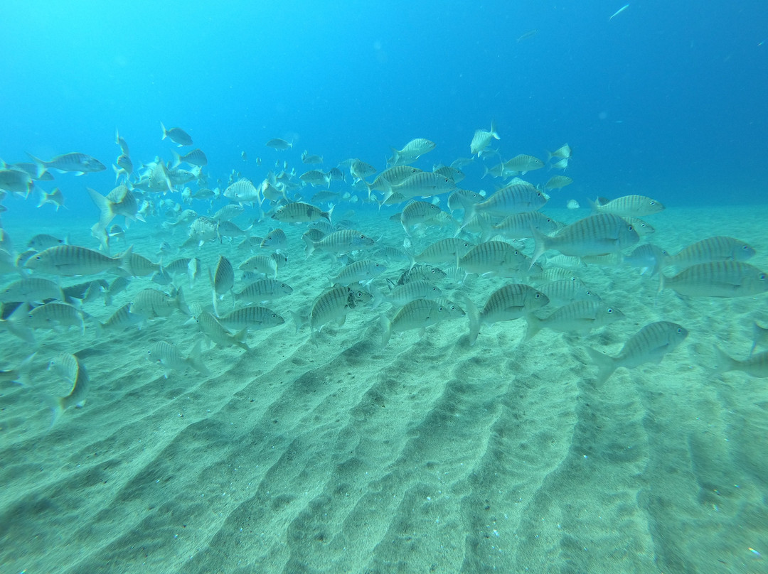 Techno Diving Lanzarote-卡门港必去景点
