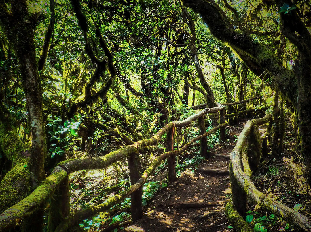 Bosque del Cedro景点图片