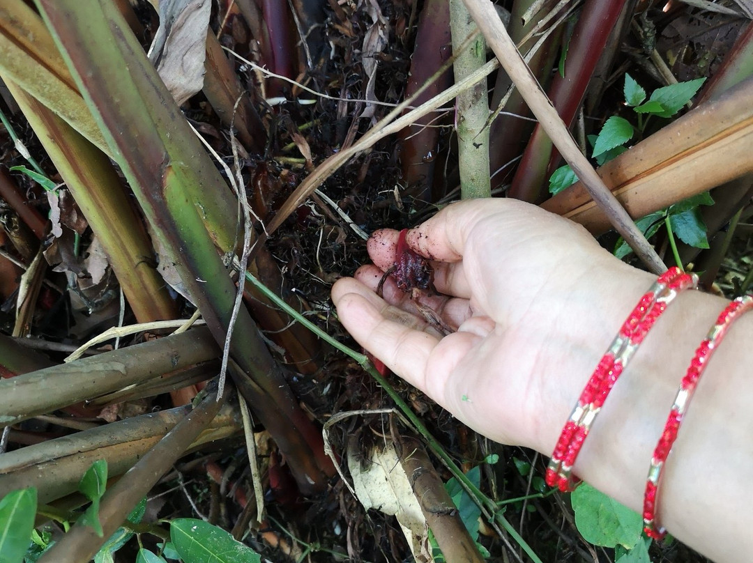 Mystique Highland Resort主图