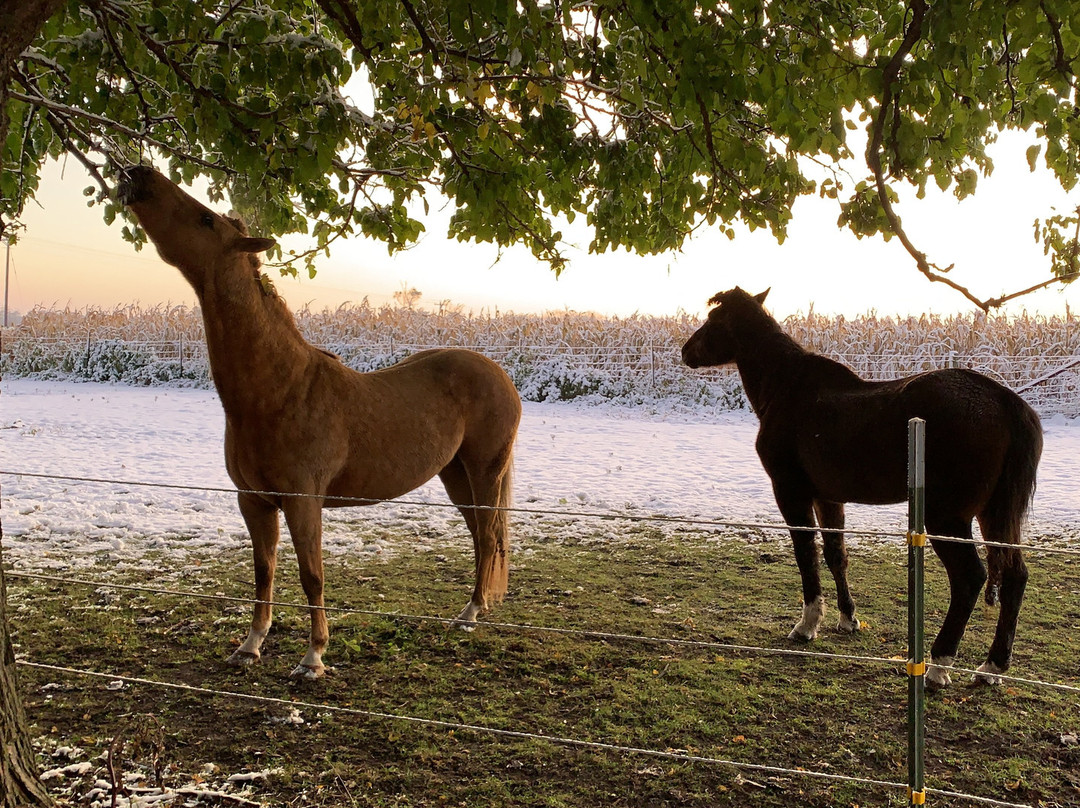 So Dear To My Heart Bed and Breakfast主图
