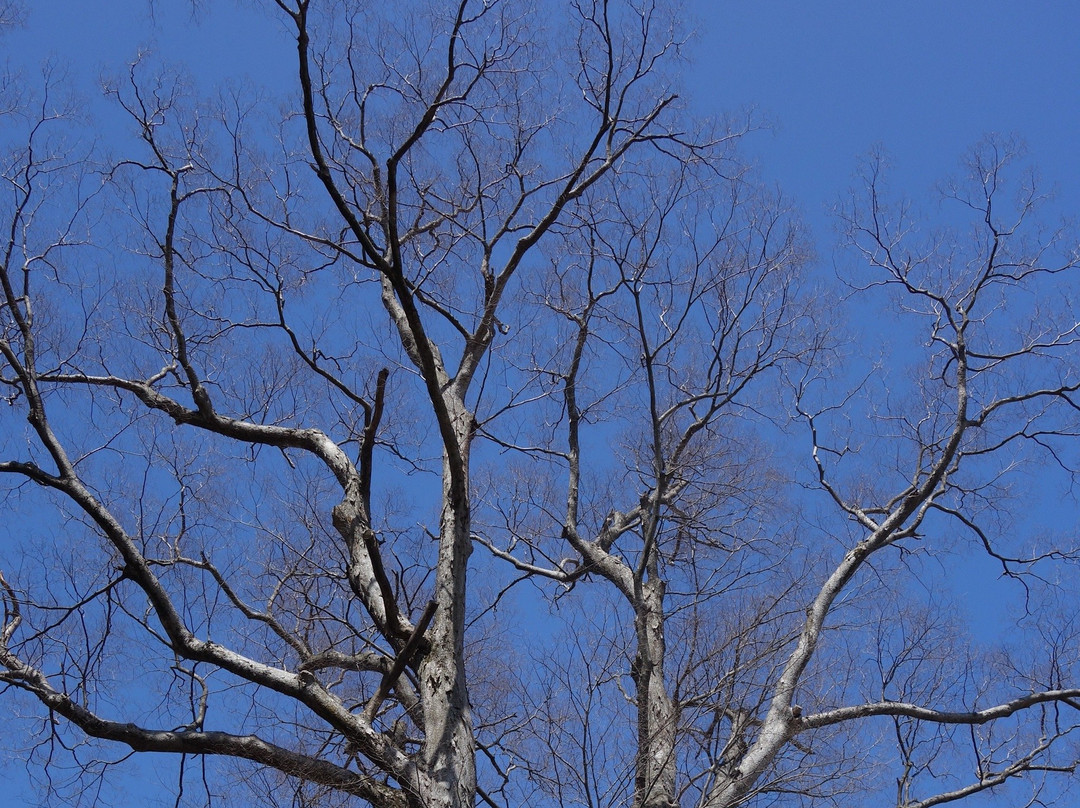 Nogi Shrine-野木町必去景点