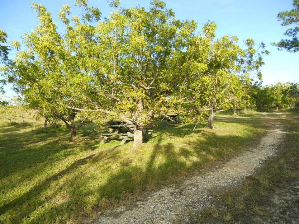 Abaco Neem景点图片