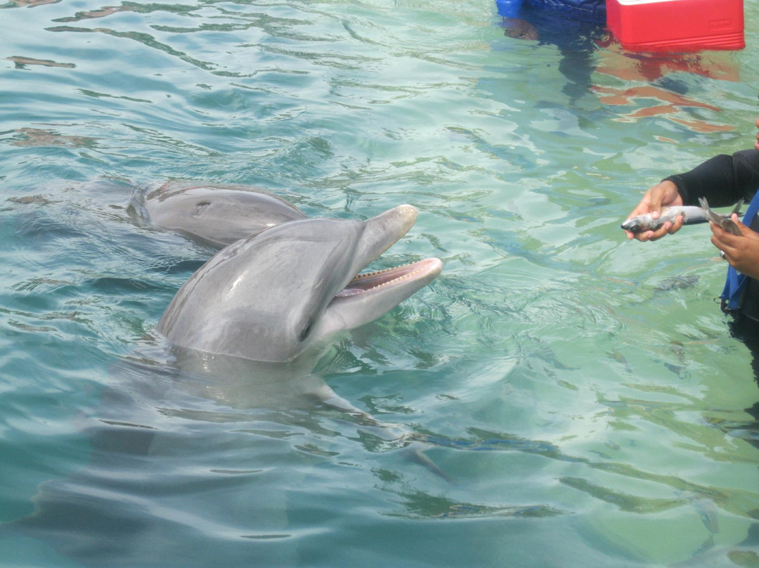 The Dolphin Experience景点图片
