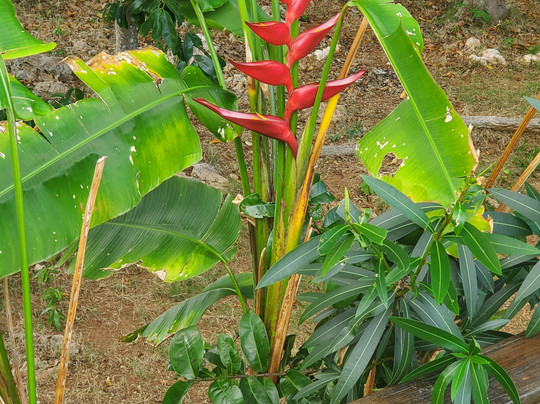 Negril Soap Factory-内格里尔必去景点