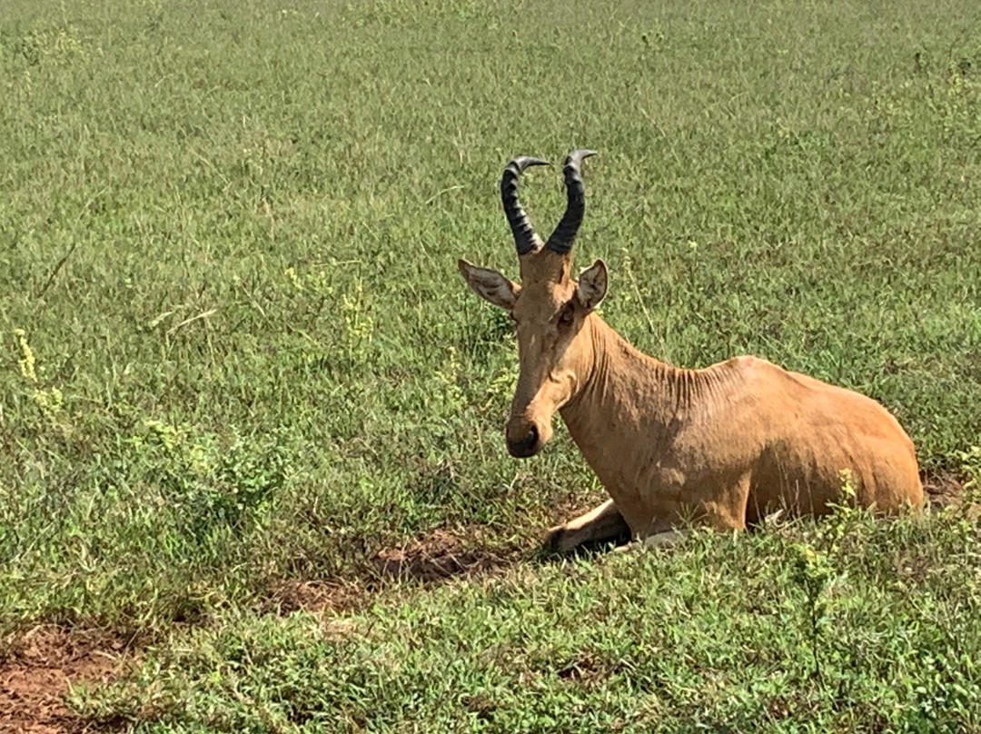Love Uganda Safaris-坎帕拉必去景点