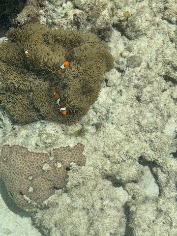 Uepi Island Resort主图