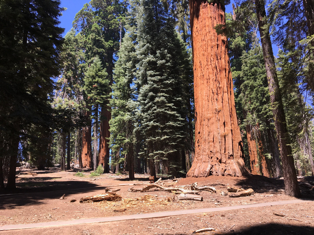 McKinley Tree景点图片