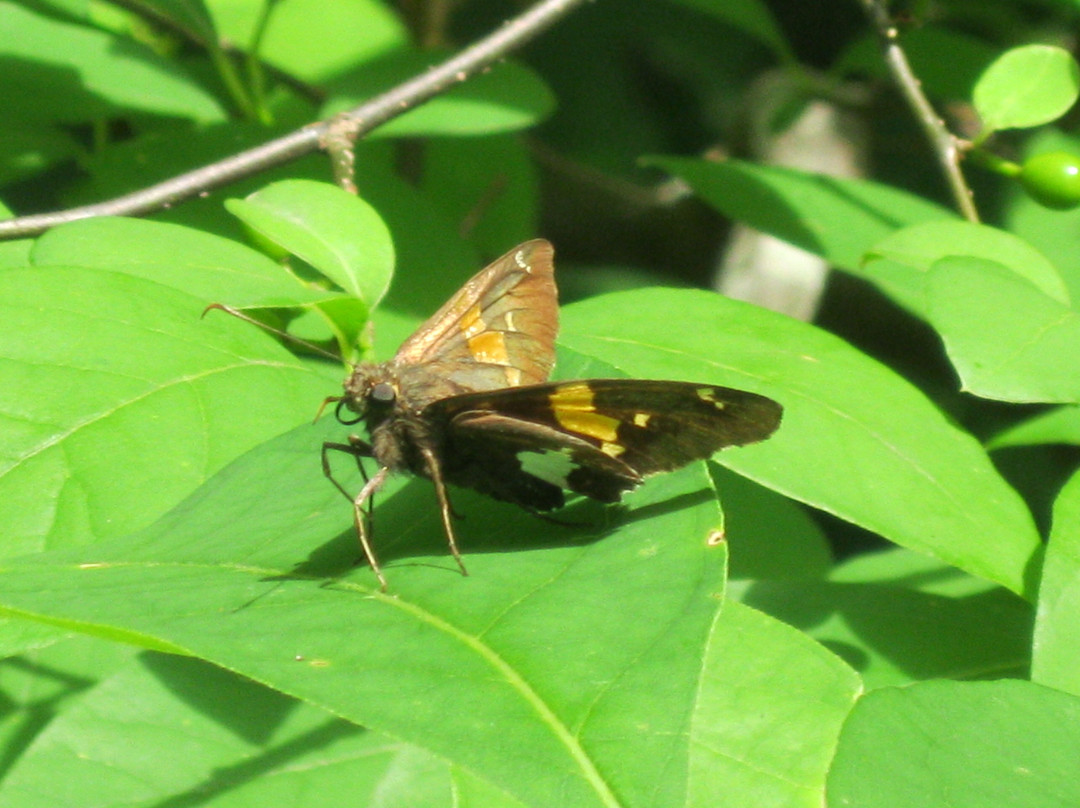 Wintergreen旅游景点-Crabtree Falls