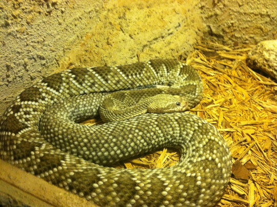 Rattlers & Reptiles-Fort Davis必去景点