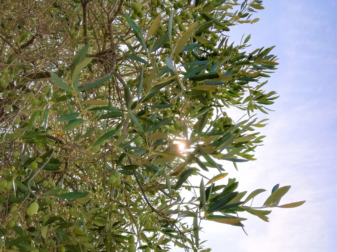 Villa di Sette Bassi - Parco Archeologico dell'Appia Antica-罗马必去景点