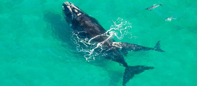 Glen Craig Pringle Bay主图