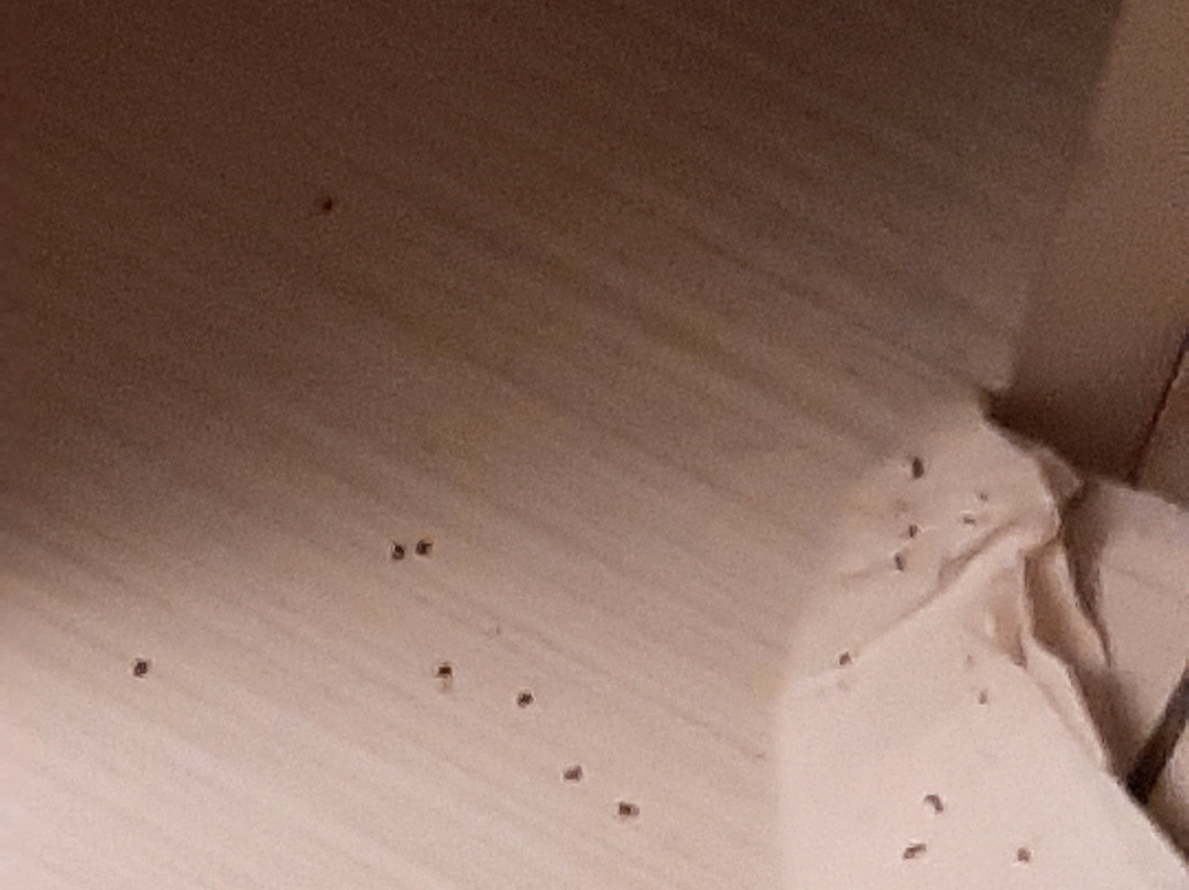 Best Western Toledo South Maumee主图