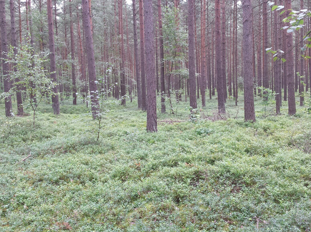 Sydostleden-Simrishamn必去景点