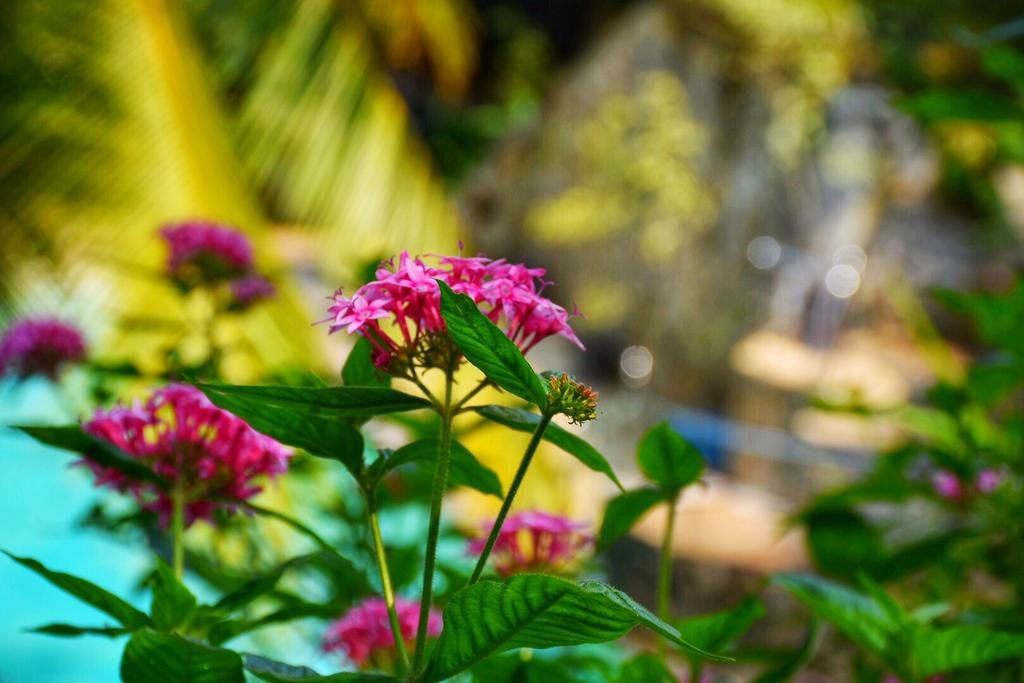 Udf Nature Villa主图