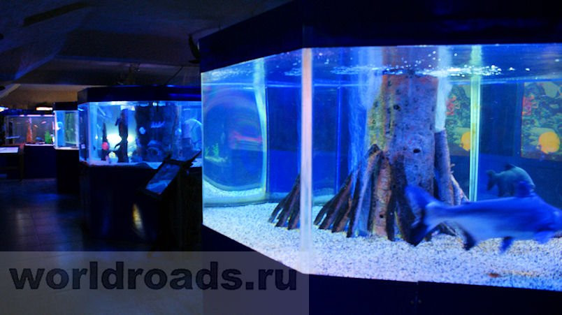 Oceanarium-Arkhipo-Osipovka必去景点