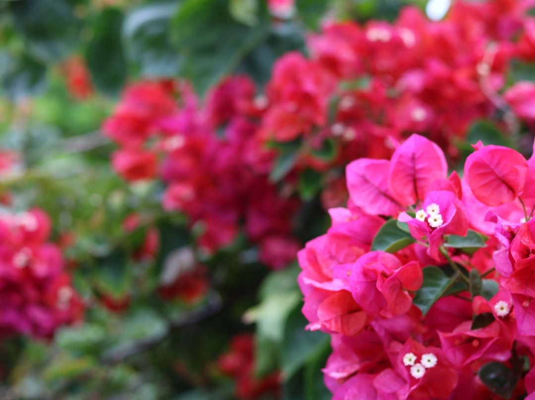 Pousada Mangabeiras主图