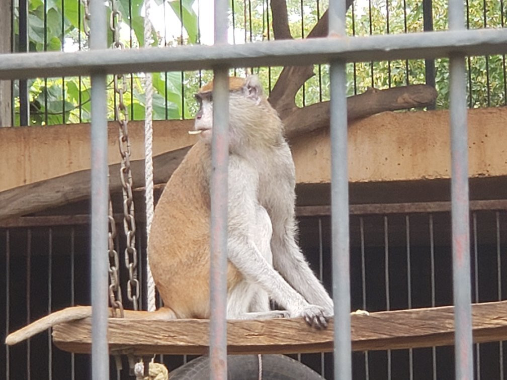 Zoo National du Mali景点图片