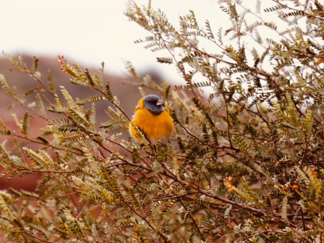 Parque Nacional Sierra De Las Quijadas-San Luis必去景点