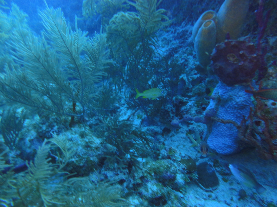 Sea Garden Centro De Buceo-圣安德烈斯必去景点