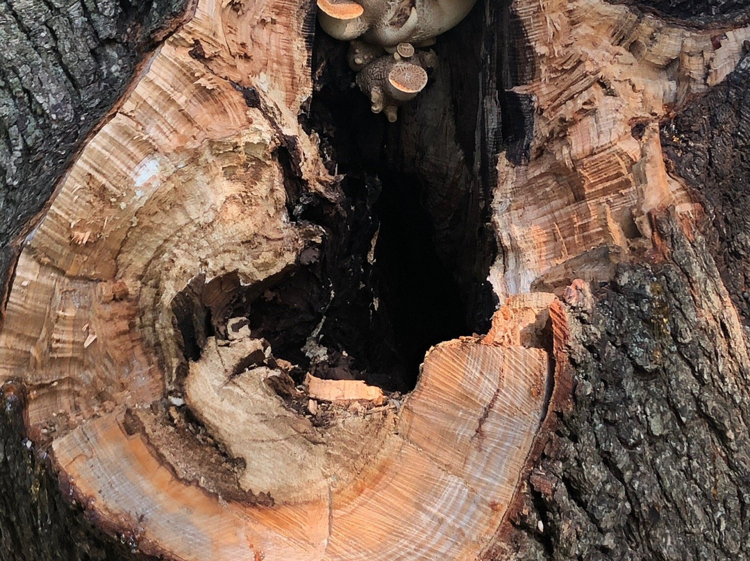 Lakeside Park & Rose Garden-韦恩堡必去景点