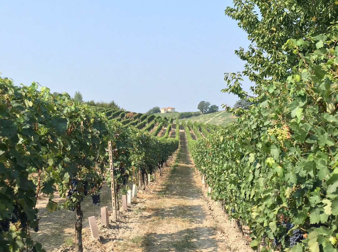 Az. Agricola Ivaldi Dario di Ivaldi Andrea-Nizza Monferrato必去景点