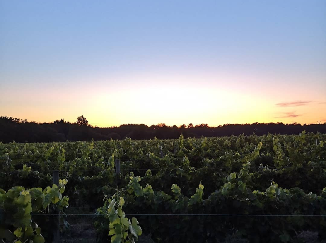 Les Vignes Reines主图