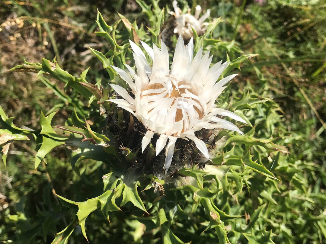 Agriturismo Il Cerro主图