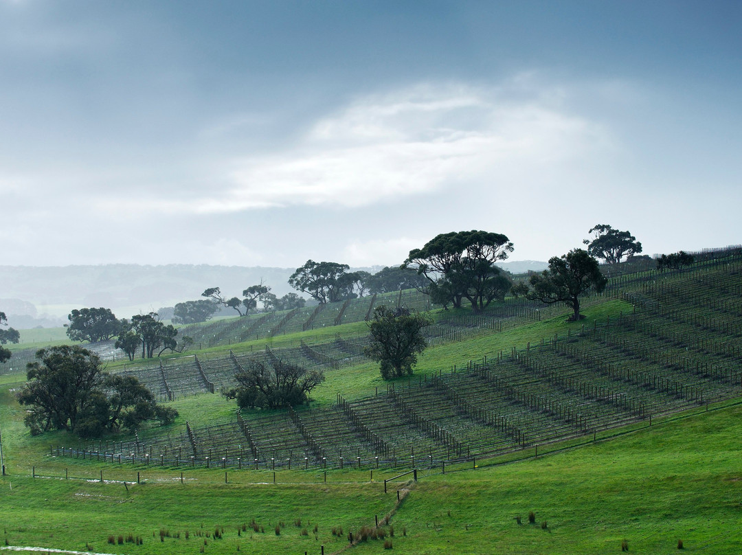 Tapanappa Wines景点图片