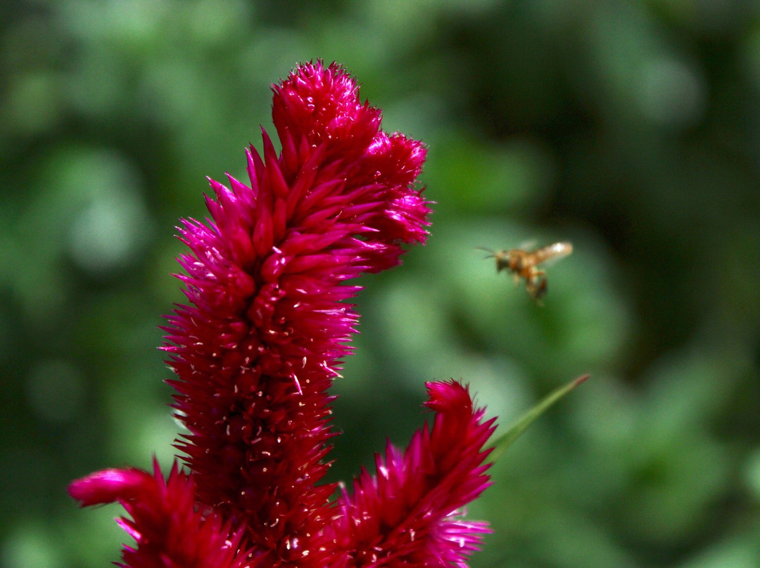 La Ruta de la Miel-Quipile必去景点