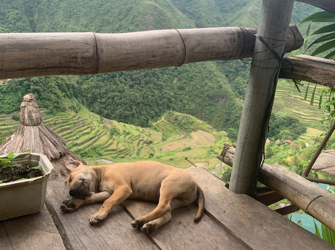 Batad View Inn and Restaurant主图