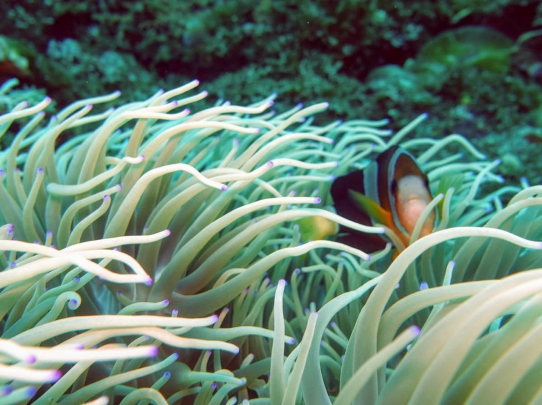 Blue Coral Diving-Senggigi必去景点