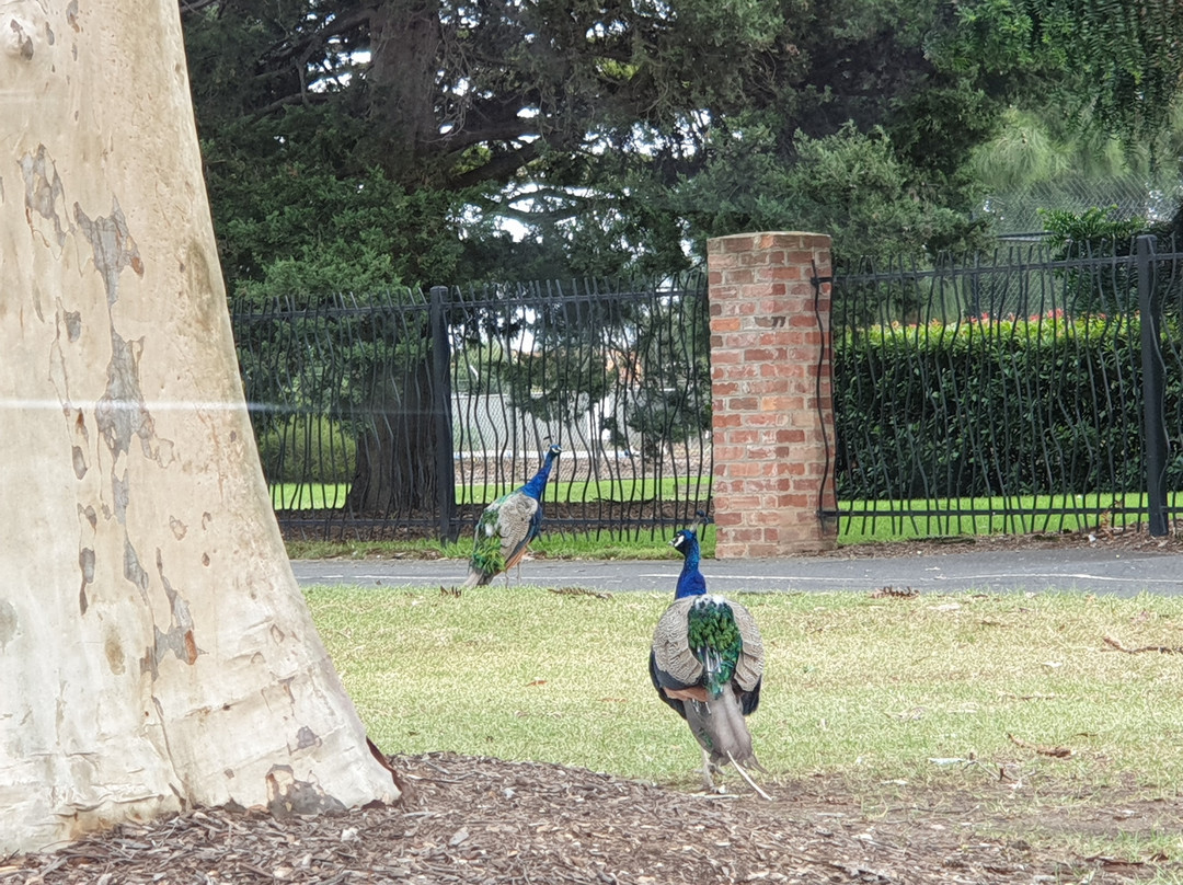 Sale Botanic Gardens-塞尔必去景点