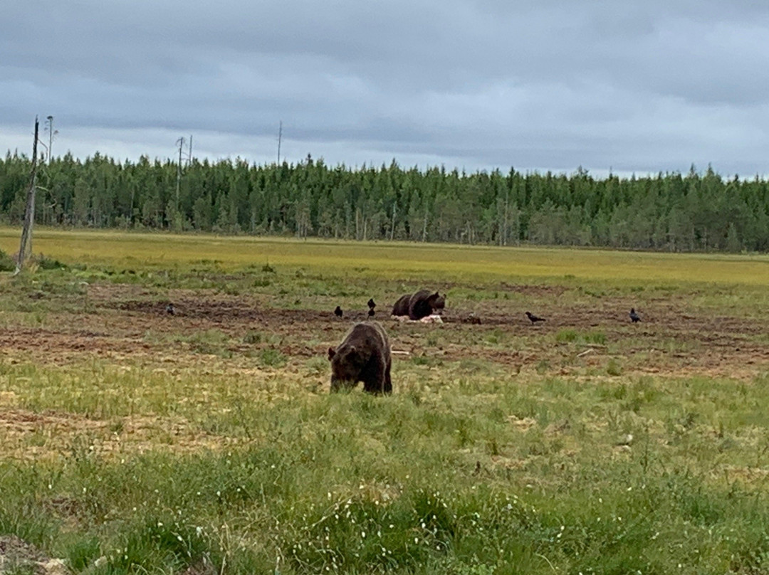 Wildlife Safaris Finland - Day Tours景点图片