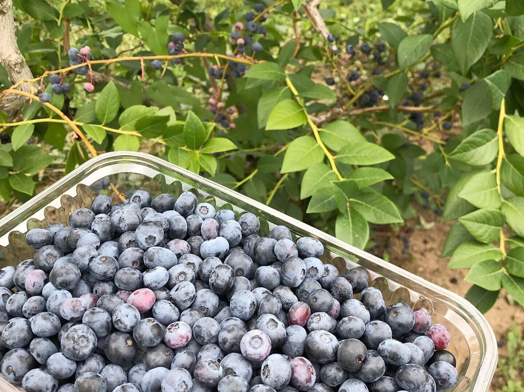 La Pommeraie-Sigolsheim必去景点