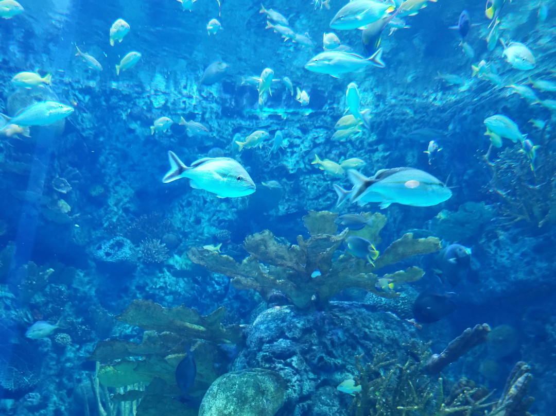 Texas State Aquarium-科珀斯克里斯蒂市必去景点