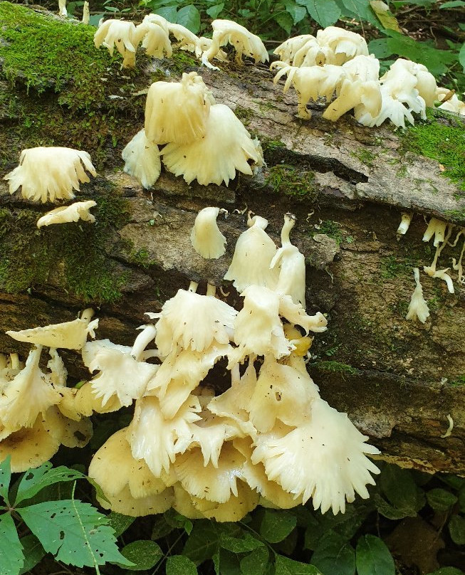 Edwin and Percy Warner Parks-纳什维尔必去景点