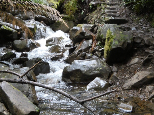 Myrtle Forest-霍巴特必去景点
