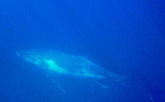 Whale Swim, Fish & Dive Tours-努库阿洛法必去景点