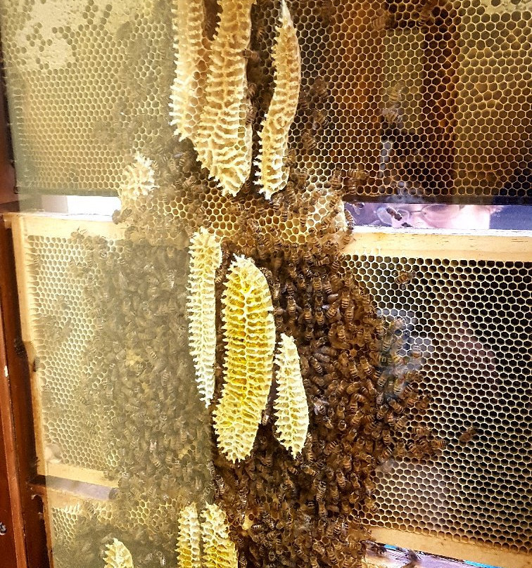 Munro Honey & Meadery-Alvinston必去景点