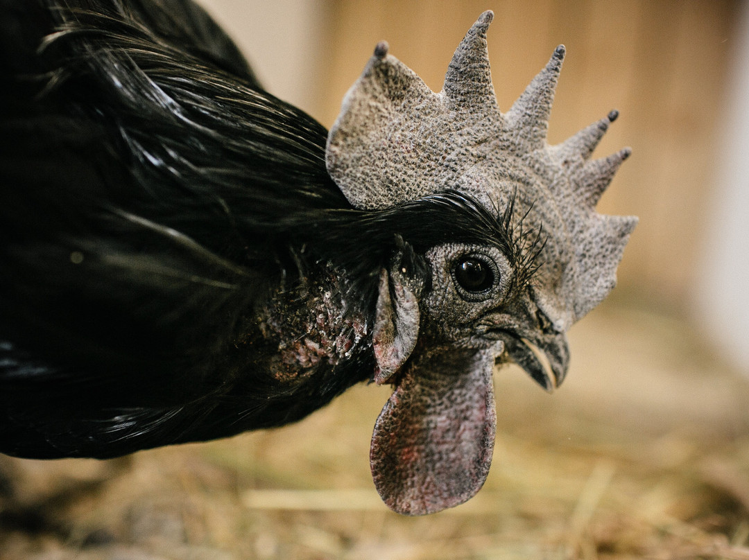 Eco Complex Kazeyevka-Kazeyevka必去景点