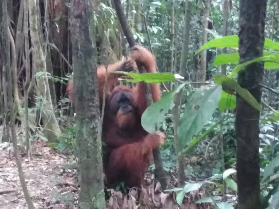 Into The Wild Bukit Lawang - Day Tours-武吉拉旺必去景点