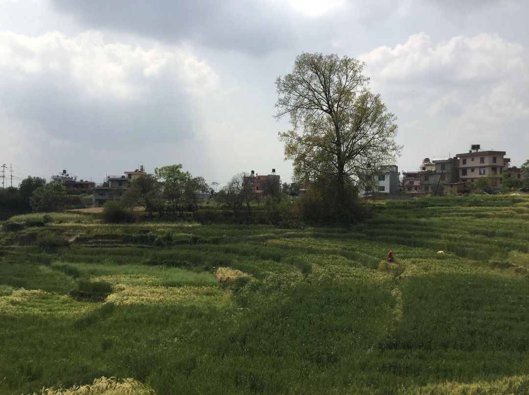 Changu Farm House主图