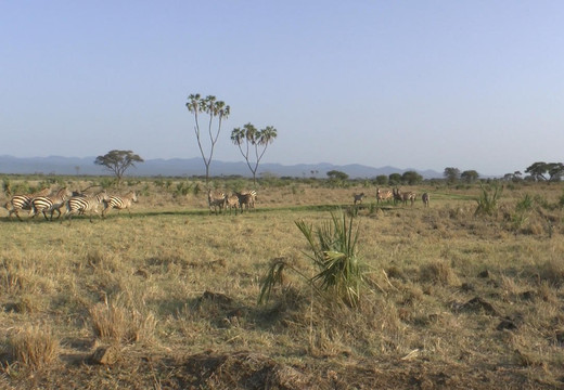 null-Meru National Park