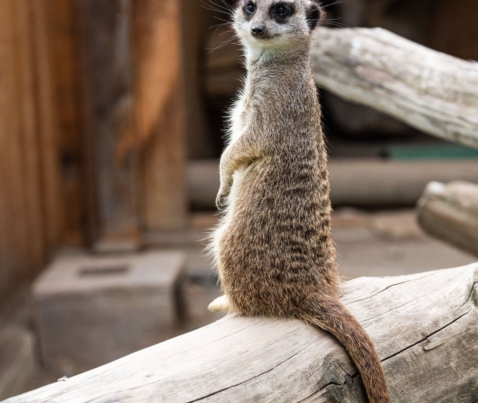 Alpin Hotel Sonnblick主图