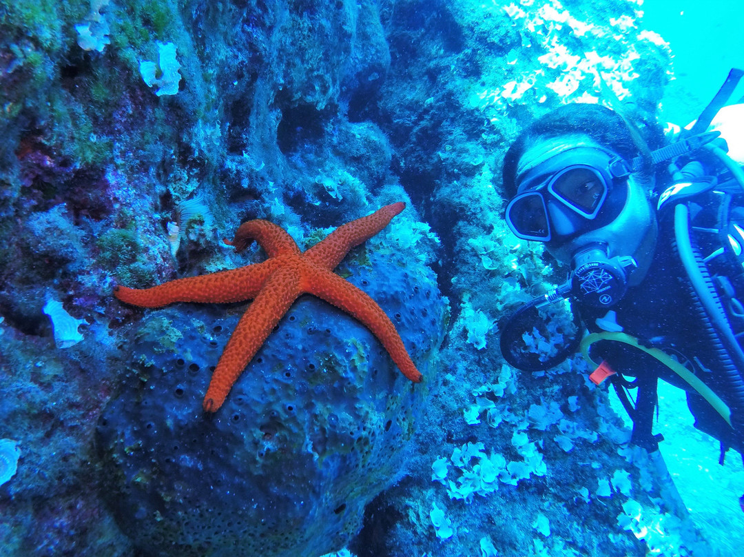 Volcano Bubbles Diving School景点图片