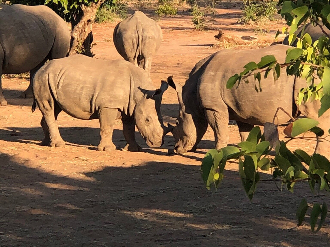Afrizim Rhino Walk - Mosi Oa Tunya Park-李文斯顿必去景点