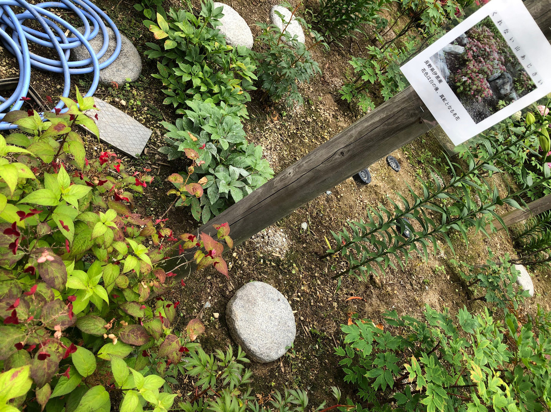 Hakozakigu Flower Garden-福冈市必去景点