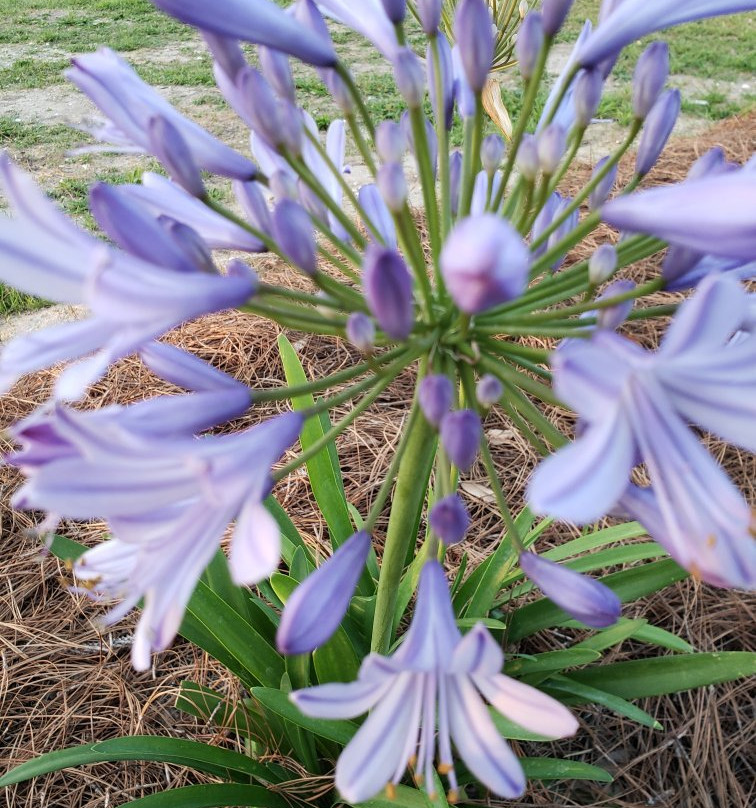 Veteran's Memorial Park-莱克查尔斯必去景点